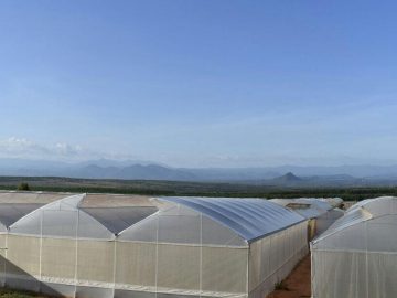 Giới thiệu mô hình nhà kính trồng rau nhiệt đới tại Việt Nam